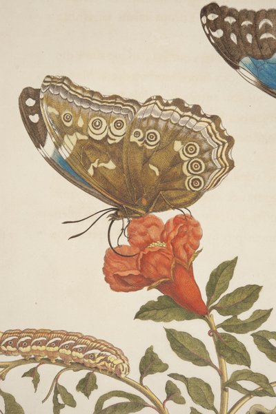 Detail of Plate IX from Metamorphosis Insectorum Surinamensium by Maria Sibylla Merian, 1705 (detail) by Unknown